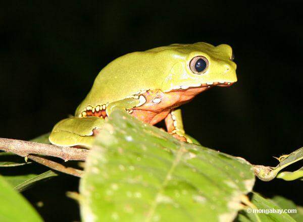 Frog Hyla Rhodopepla