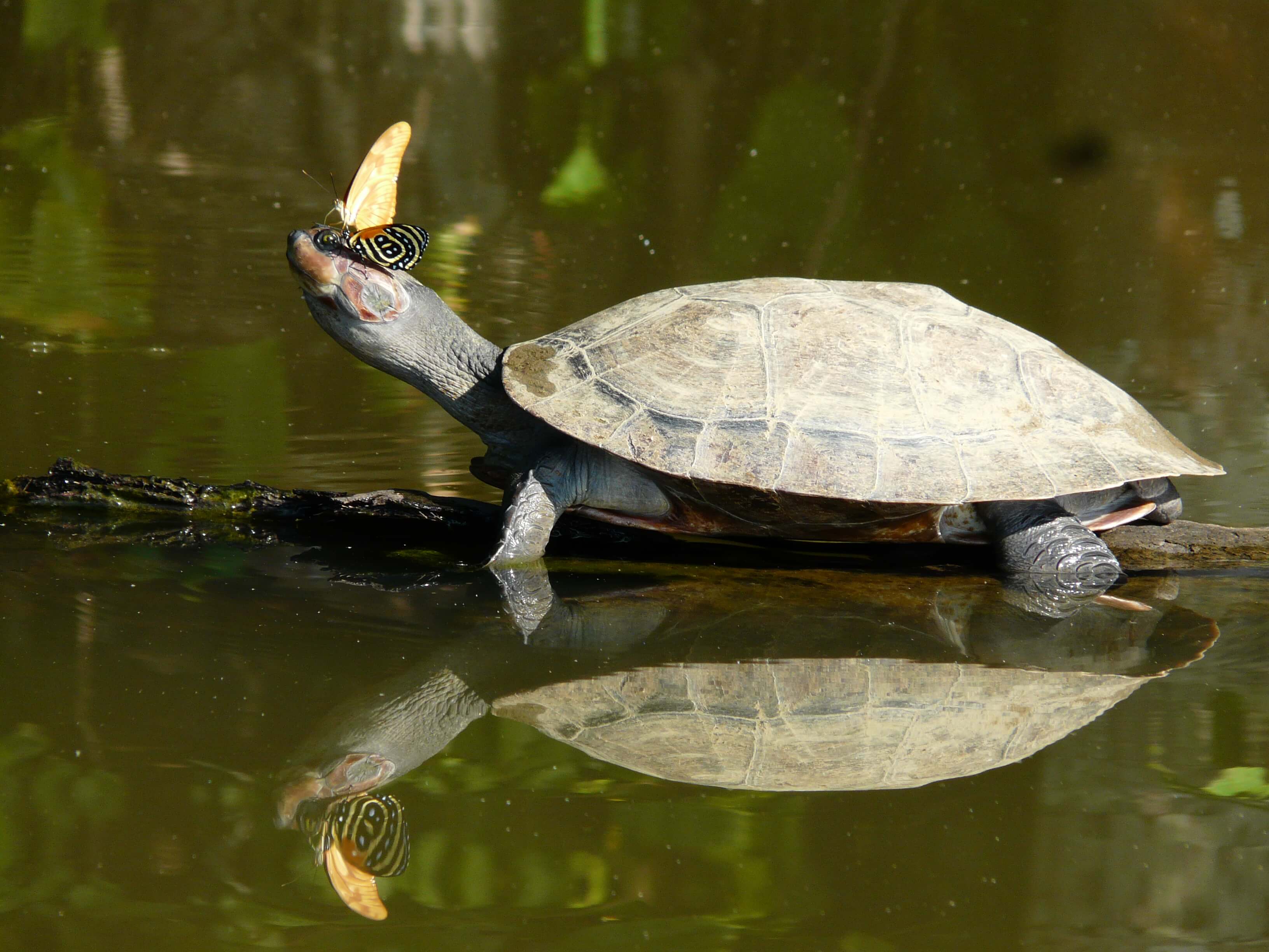 Turtle Amazona